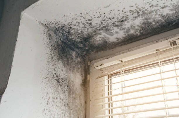 Affordable Commercial Mold Remediation solutions in District Heights, MD