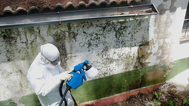 Top rated local Commercial Mold Remediation specialists in District Heights, MD